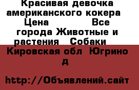 Красивая девочка американского кокера › Цена ­ 35 000 - Все города Животные и растения » Собаки   . Кировская обл.,Югрино д.